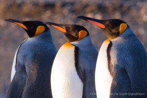King Penguins, Aptenodytes patagonicus © Claudio F. Vidal, Far South Exp