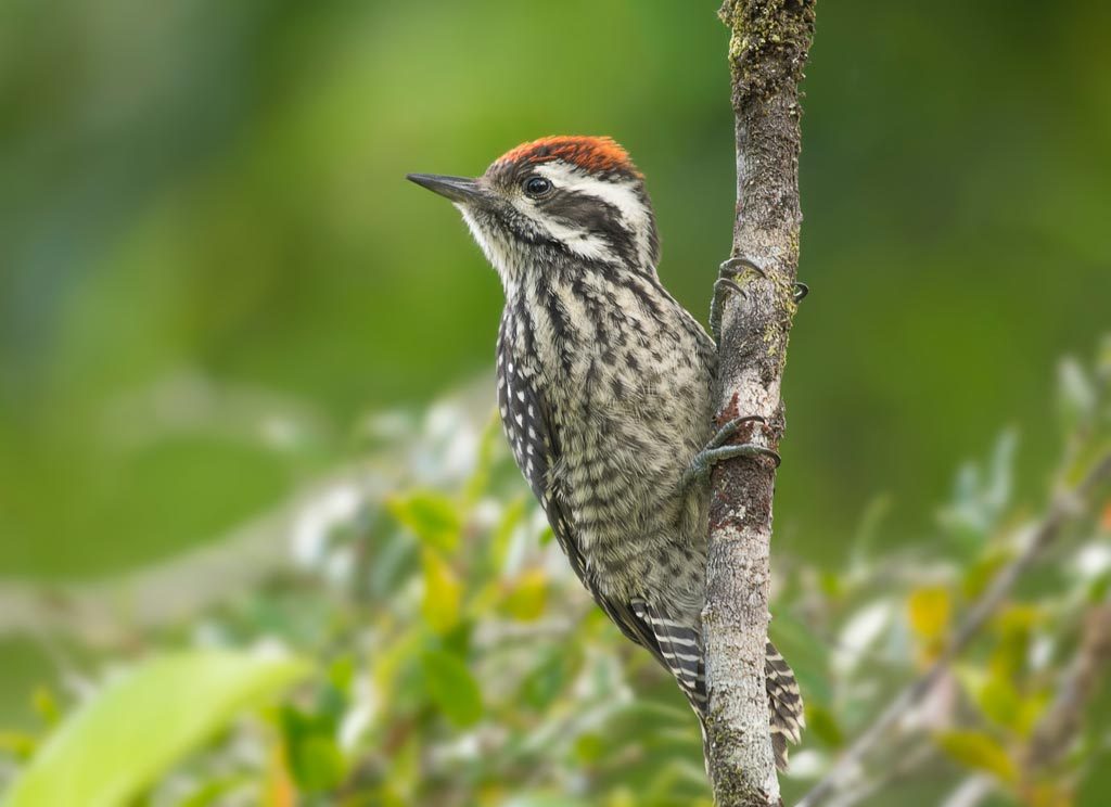 Striped Woodpecker © Bastian Gygli