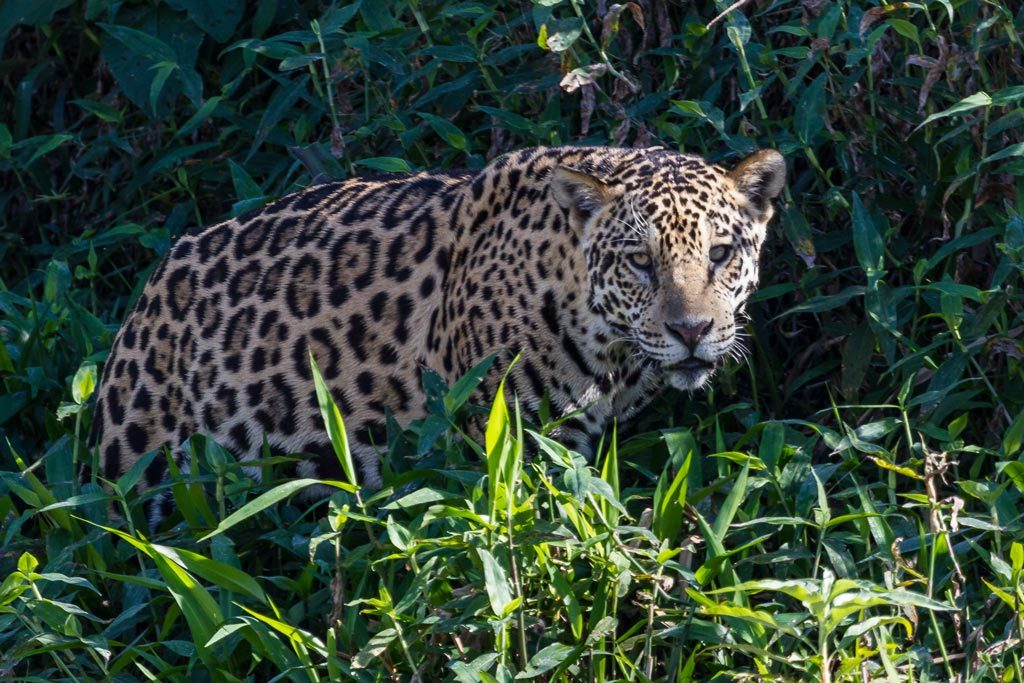 Jaguar © Claudio F. Vidal, Far South Exp