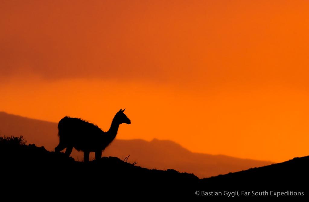 Guanaco at dawn, Patagonia, Chile © Bastian Gygli, Far South Exp