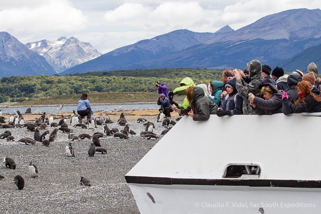 Watching penguins at Martillo Island, Ushuaia, Argentina © Claudio F. Vidal, Far South Exp