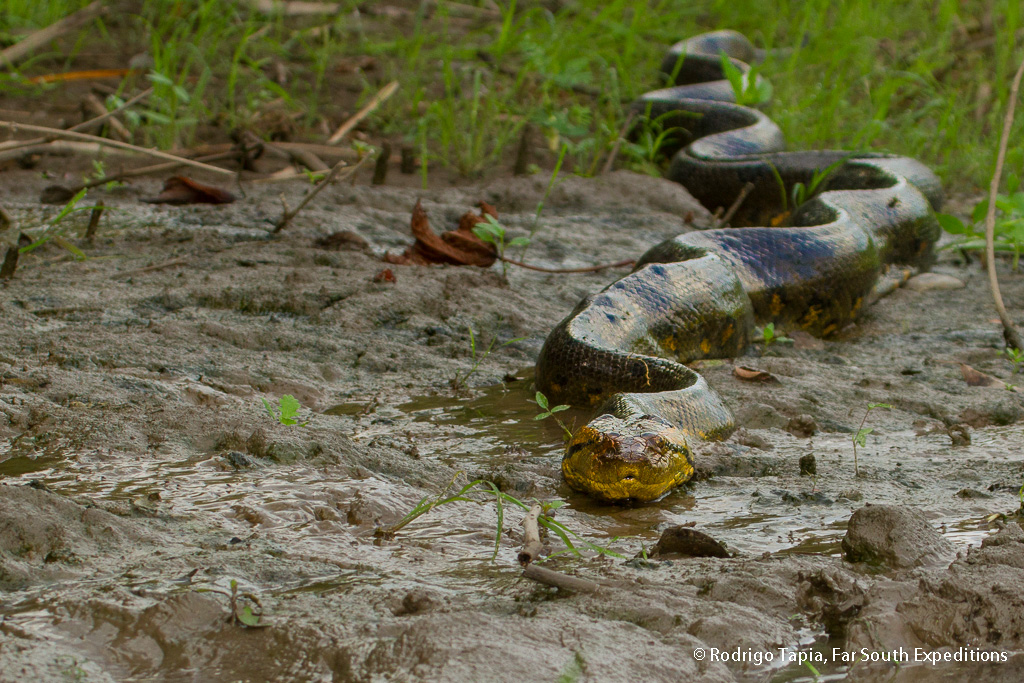 Anaconda, Photo ©Rodrigo Tapia, Far South Expeditions