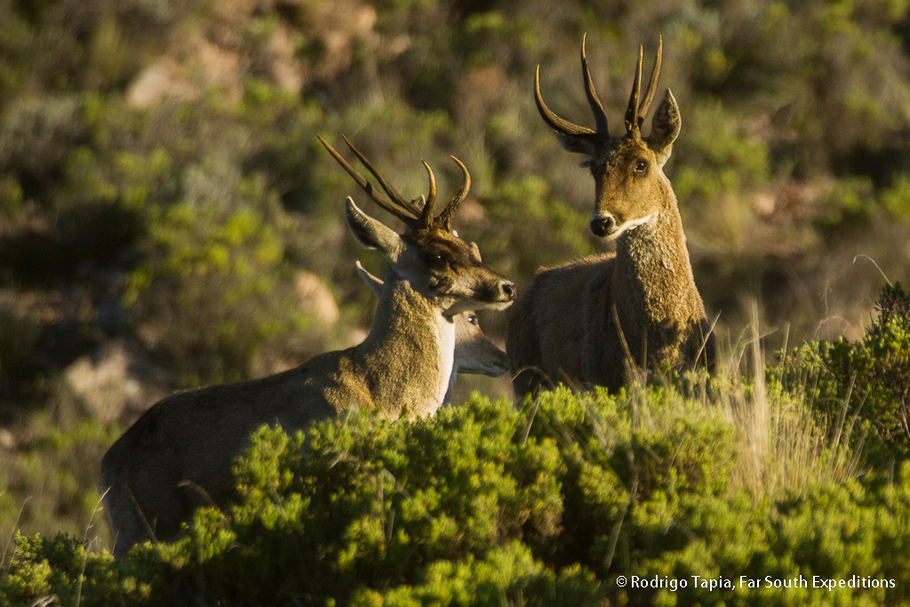 Andean Huemul Deer, Photo ©Rodrigo Tapia, Far South Expeditions