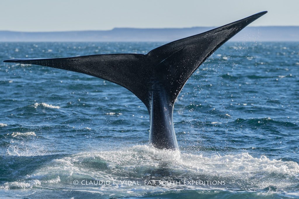 Southern Right Whale (Eubalaena australis), Valdes Peninsula, Argentina © Claudio F. Vidal, Far South Exp