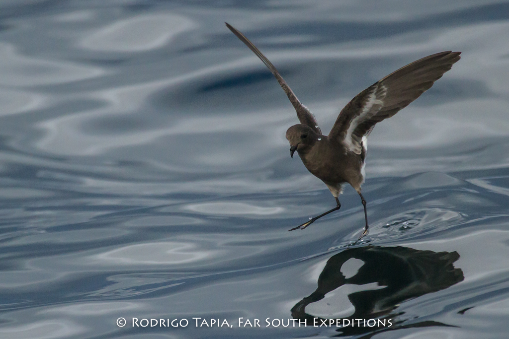 Pincoya Storm-Petrel (Oceanites pincoyae) © Rodrigo Tapia, Far South Exp