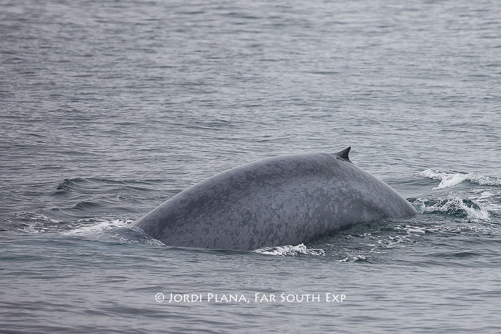 Pygmy Blue Whale (Balaenoptera musculus brevicauda), off Chiloé I. © Jordi Plana, Far South Exp