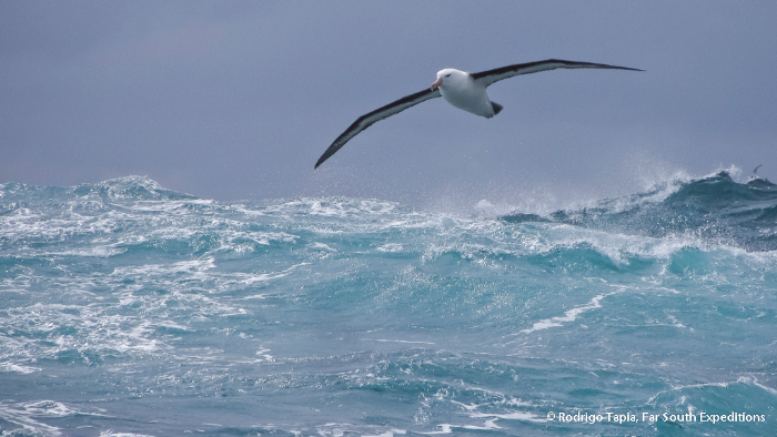 Black-browed Albatross © Rodrigo Tapia, Far South Expeditions