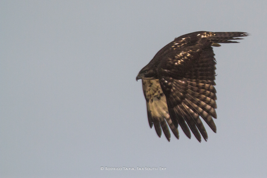 Rufous-tailed Hawk © Rodrigo Tapia, Far South Expeditions