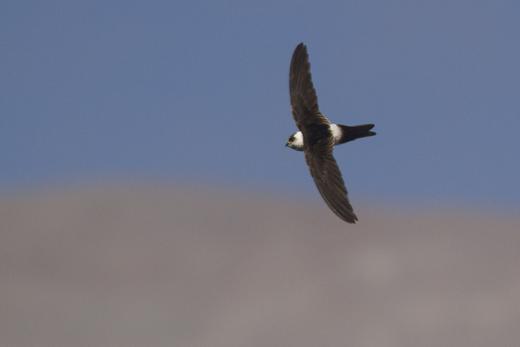 Andean Swift, © Rodrigo Tapia, Far South Exp