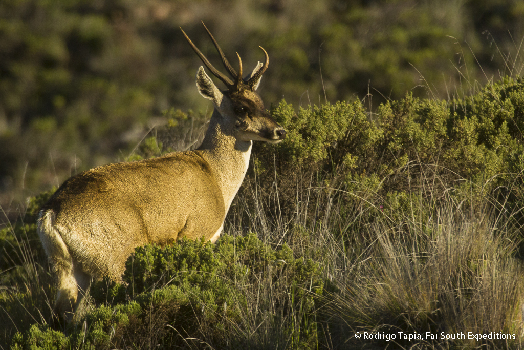 Andean Deer, © Rodrigo Tapia, Far South Exp