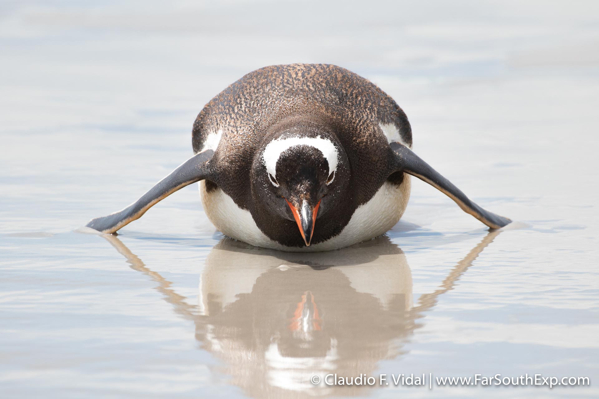 Penguin Tours | Penguin trips in Chile, Patagonia & Antarctica