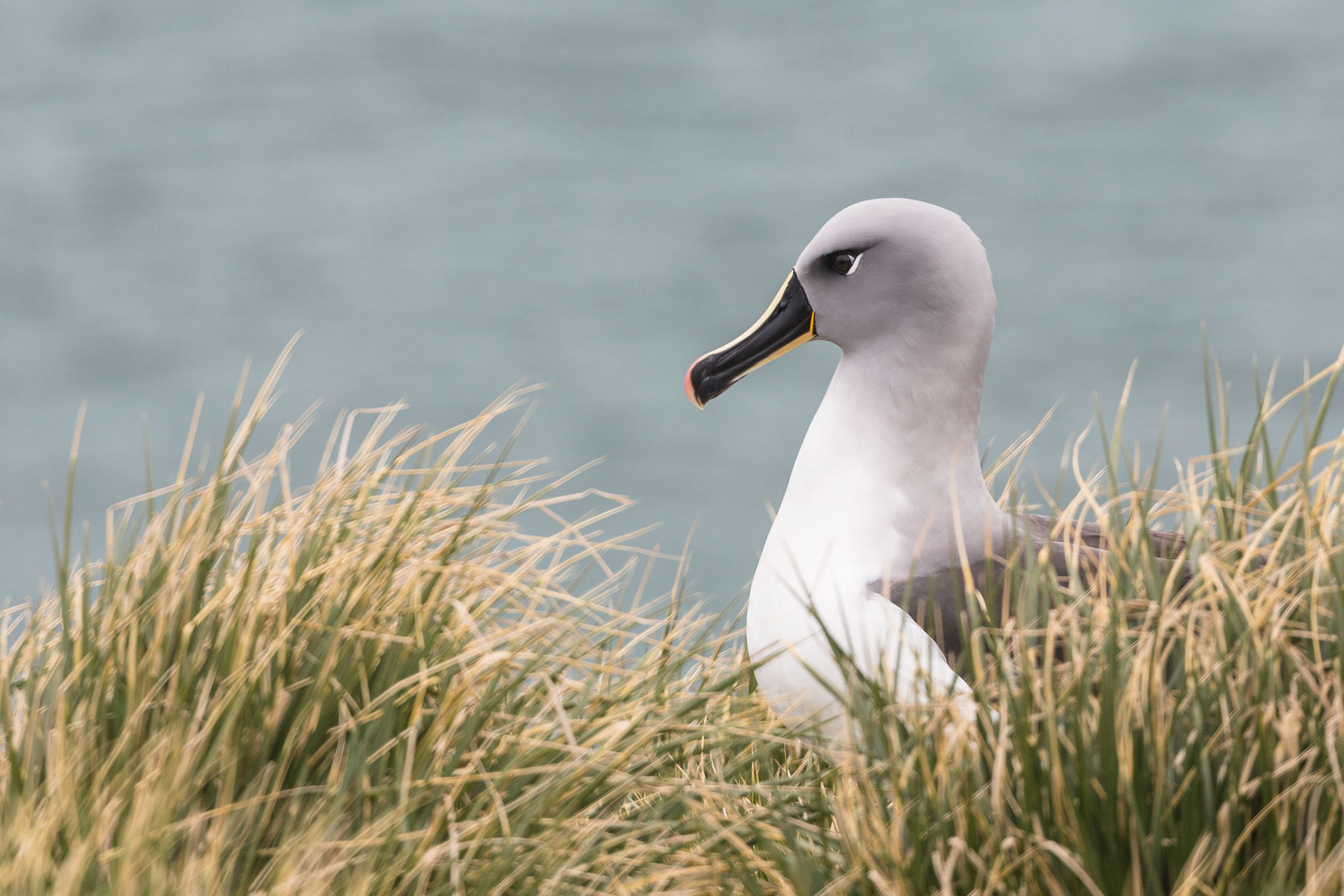 Gray-headed Albatross (Thalassarche chrysostoma), South Georgia © Enrique Couve, Far South Exp