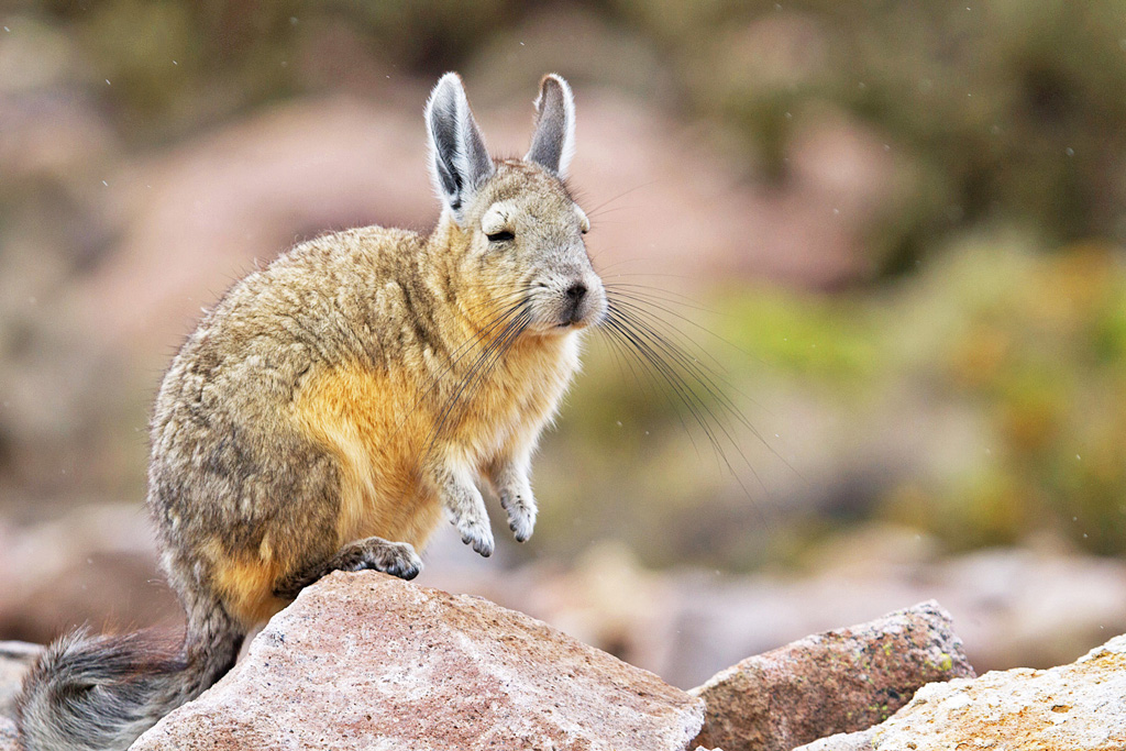 Cuvier-Hasenmaus, Lauca NP, Nordchile