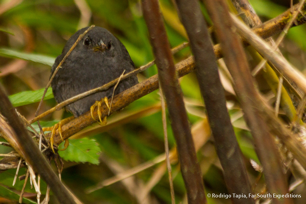 _MG_2779 birding chile lake district
