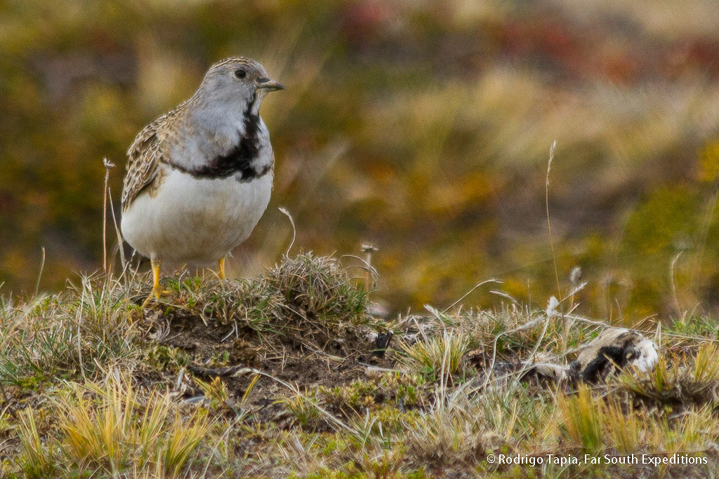 Least Seedsnipe, Photo &copy; Rodrigo Tapia, Far South Expeditions