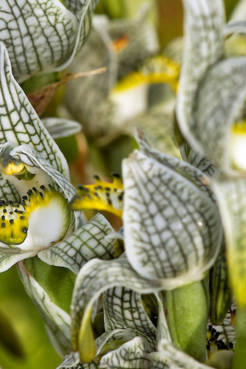 Porcelain Orchid (Chloraea magellanica) © Claudio F. Vidal, Far South Expeditions