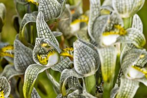 chloraea magellanica