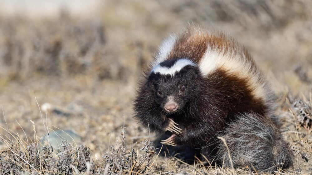 Patagonian Hog-nosed Skunk © Claudio F. Vidal, Far South Expeditions