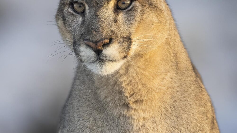 ultimate patagonia wildlife trip