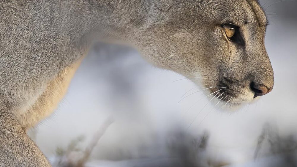 patagonian puma photography trip