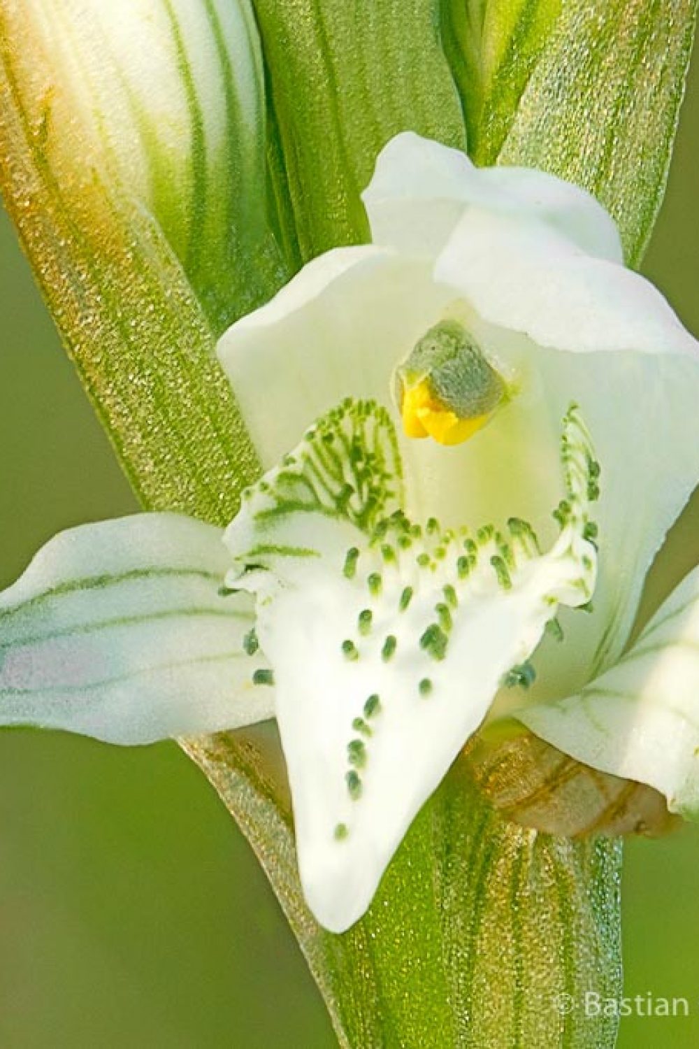 Orquídea-junto-al-mar-far-south-small
