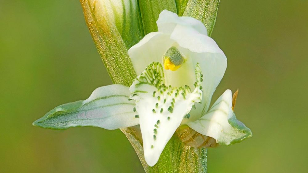 Orquídea-junto-al-mar-far-south-small