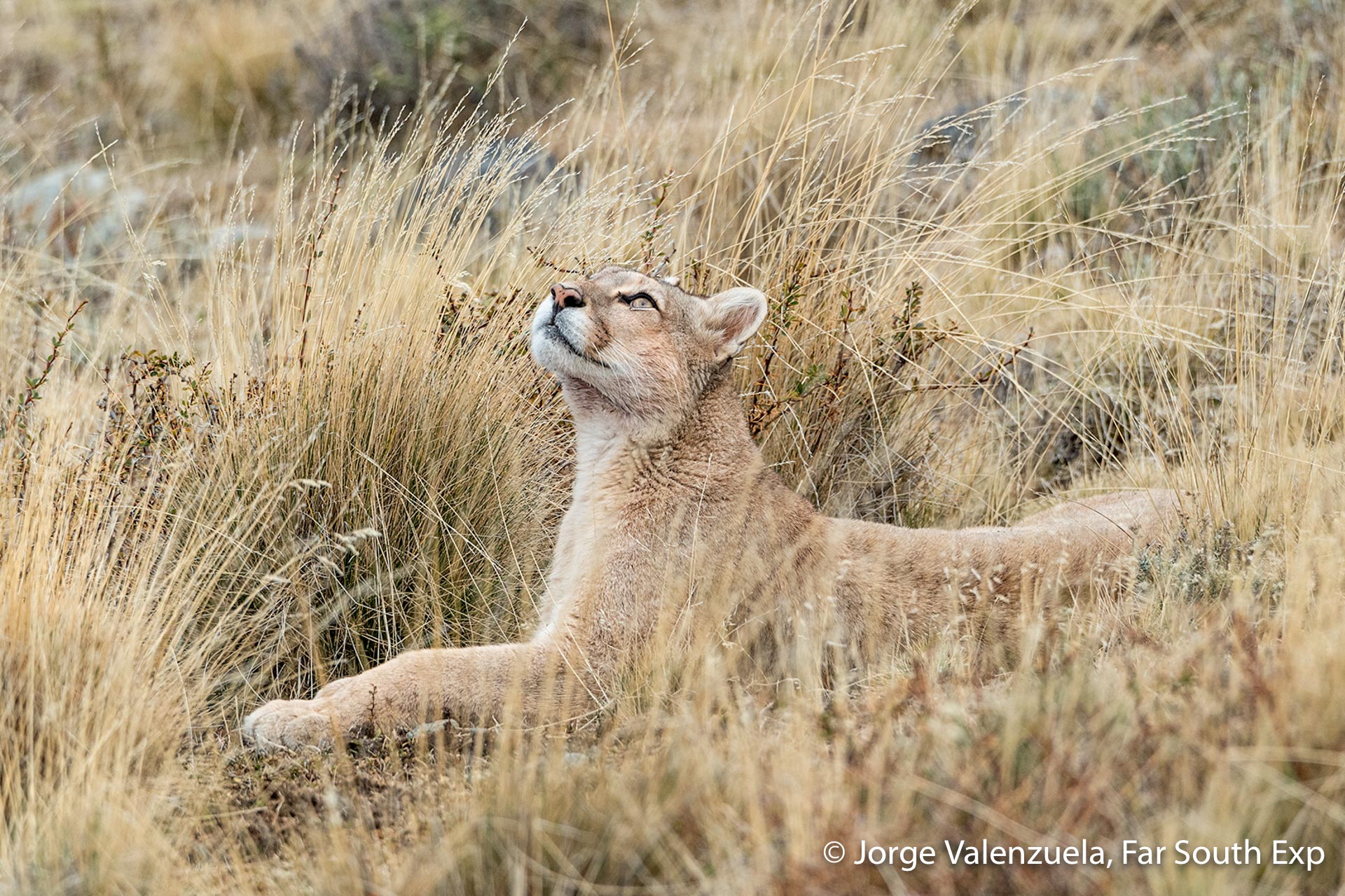 Puma tracking tours | Pumas of Torres del Paine | Far South Exp