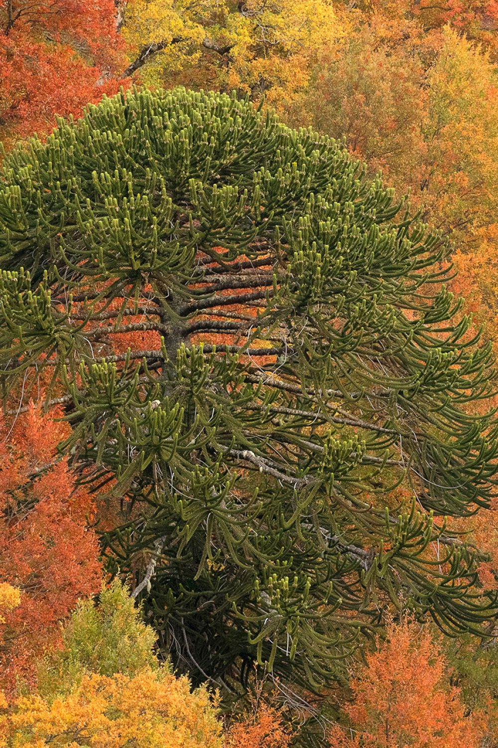 araucaria-far-south-small