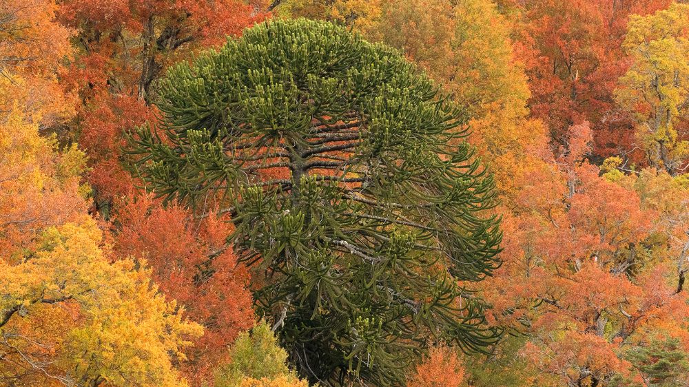 araucaria-far-south-small