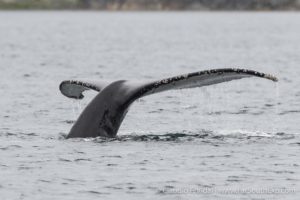 patagonia whale watching
