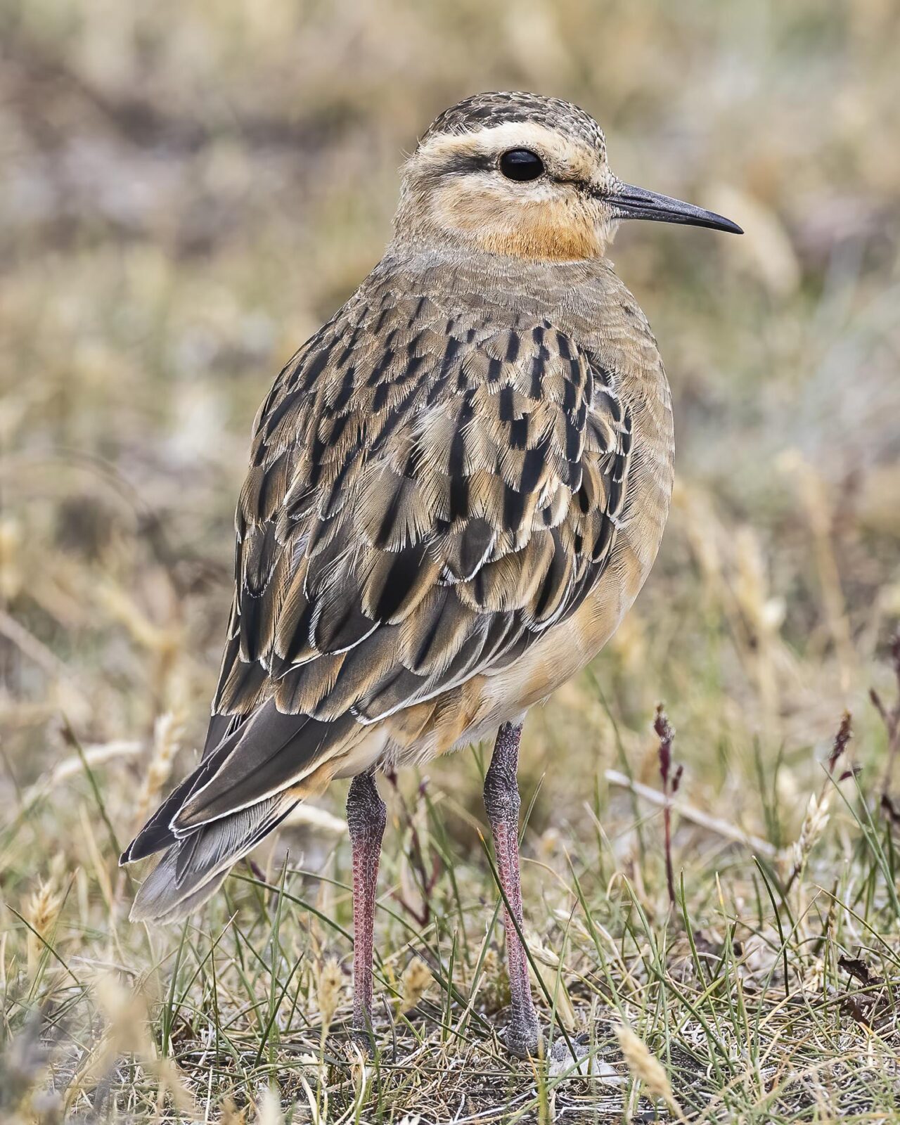 birding patagonia trip
