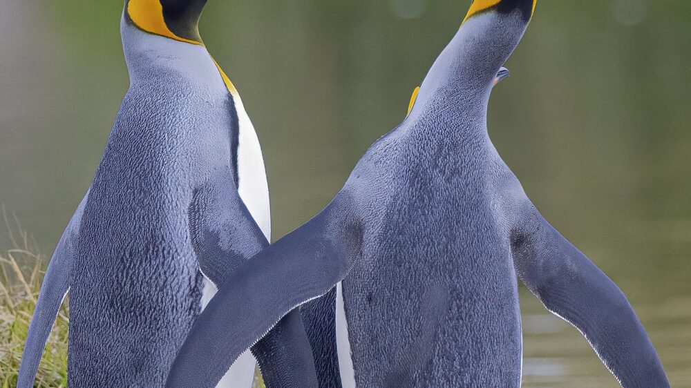 king penguins tierra del fuego