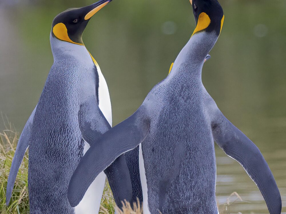king-penguin-tierra-del-fuego_98A6957
