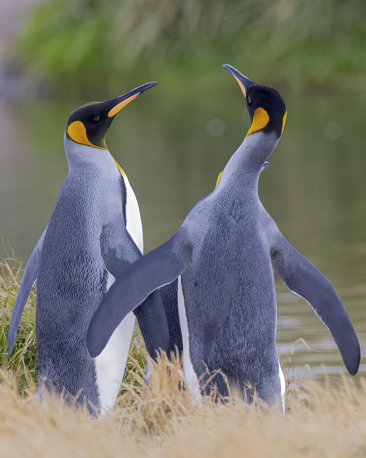 king penguins tierra del fuego