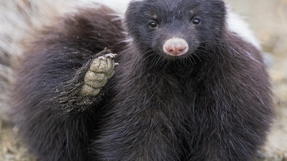 mammals and birds of patagonia