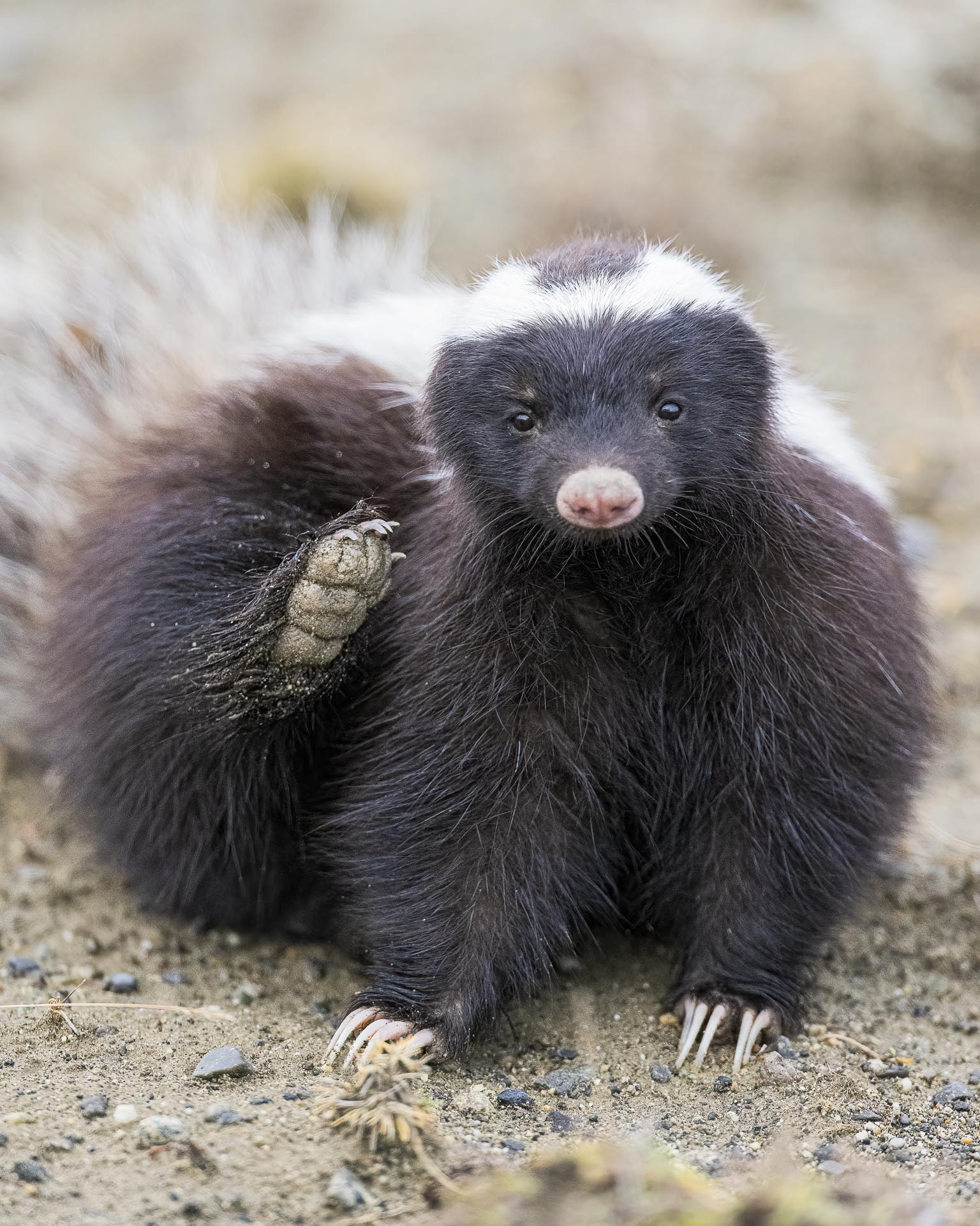 mammals and birds of patagonia