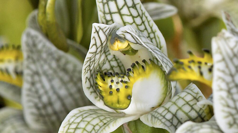 patagonia botanical tour