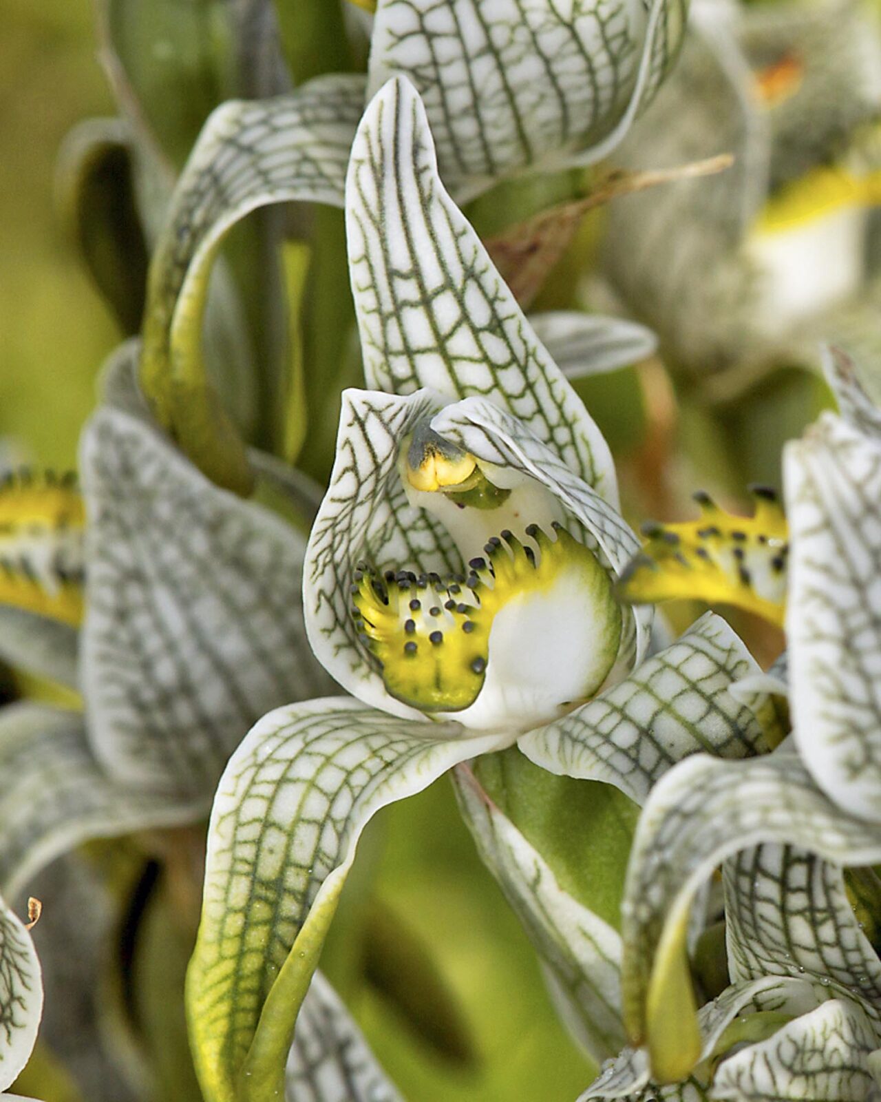 patagonia botanical tour