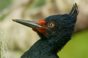Woodpeckers – The Engineers of Ecosystems
