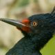Woodpeckers – The Engineers of Ecosystems