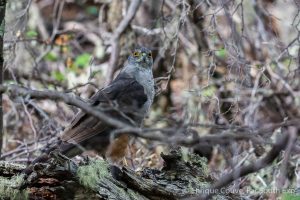 Chilean Hawk, Torres del Paine, Chile © Enrique Couve, Far South Exp