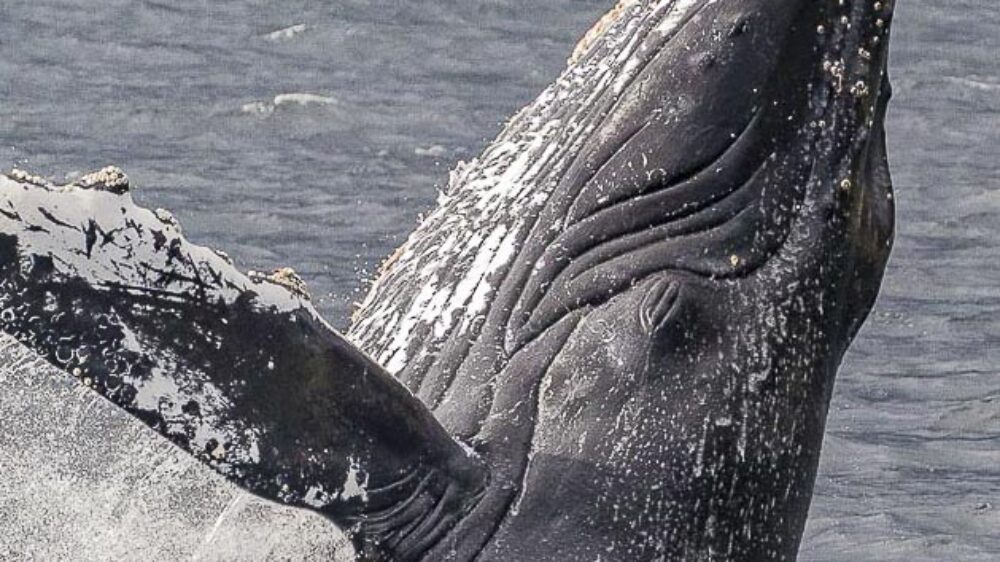 patagonia whale-watching