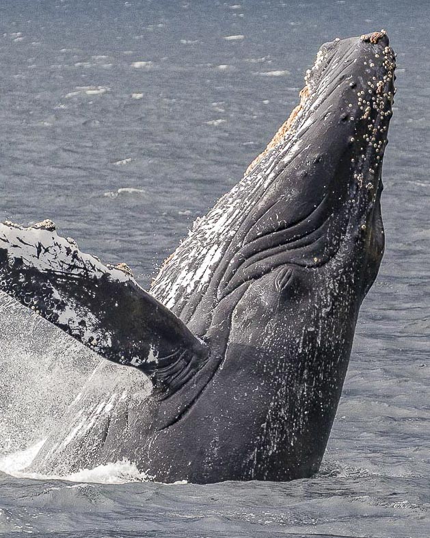 patagonia whale-watching