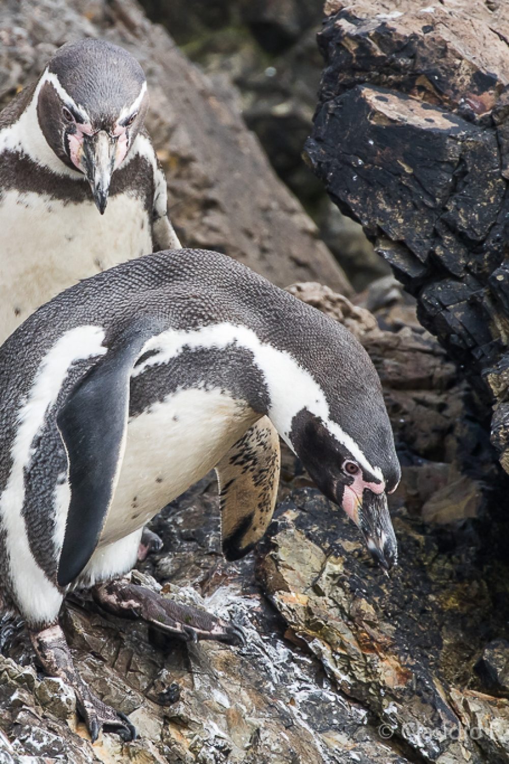 Humboldt Penguins