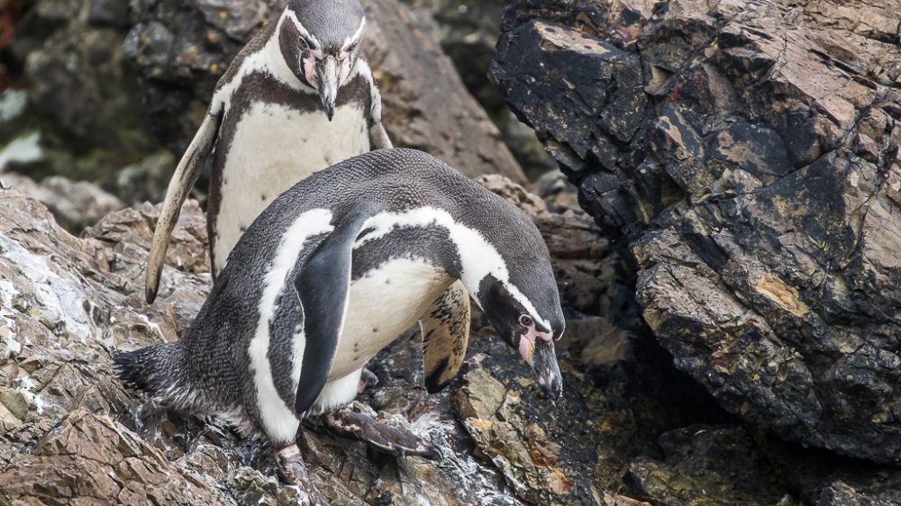 Humboldt Penguins