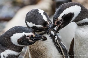 Bill-to-bill penguin greeting