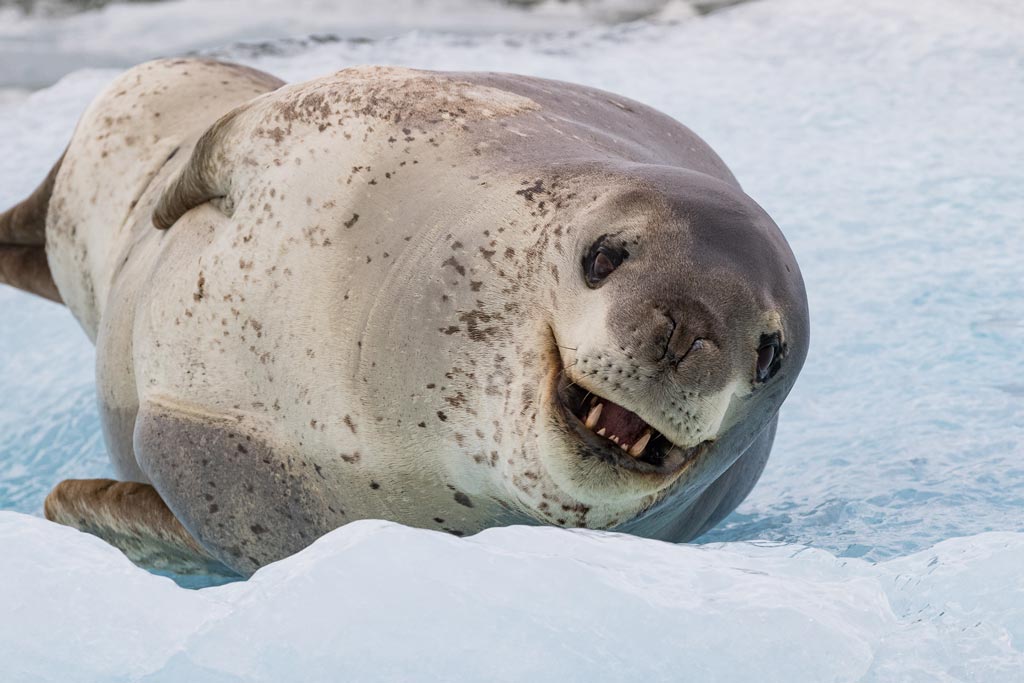 san rafael glacier tours