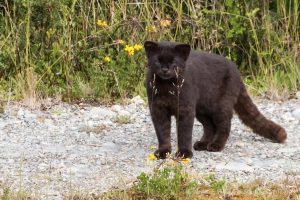 Chilenische Waldkatze, Leopardus guigna, Insel Chiloe, Chile © Claudio F. Vidal, Far South Exp