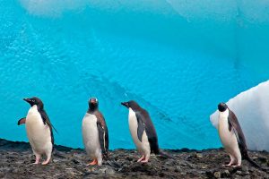 Gentoo and Adelie penguins, Antarctic Peninsula © Claudio F. Vidal, Far South Expeditions