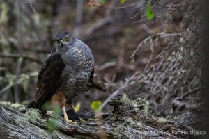 Chilean Hawk, Torres del Paine, Chile © Enrique Couve, Far South Exp